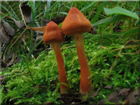 Kupferroter Moor-Hautkopf - Cortinarius uliginosus