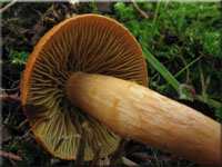 Kupferroter Moor-Hautkopf - Cortinarius uliginosus