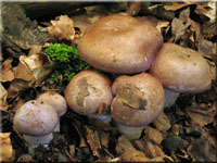 Erdigriechender Schleimkopf - Cortinarius variecolor