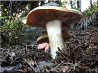 Ziegelgelber Schleimkopf - Cortinarius varius