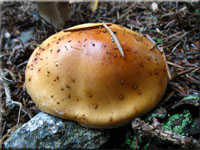 Ziegelgelber Schleimkopf - Cortinarius varius