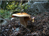 Ziegelgelber Schleimkopf - Cortinarius varius