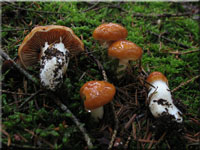 Galliger Schleimfu - Cortinarius vibratilis