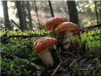 Galliger Schleimfu - Cortinarius vibratilis