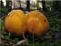 Galliger Schleimfu - Cortinarius vibratilis