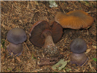 Dunkelvioletter Dickfu - Cortinarius violaceus