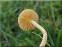 Entferntblättriger Moos-Häubling - Galerina clavata