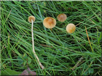 Entferntblättriger Moos-Häubling - Galerina clavata