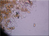 Gelblicher Rasenhubling - Galerina laevis