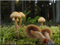 Gift-Hubling - Galerina marginata