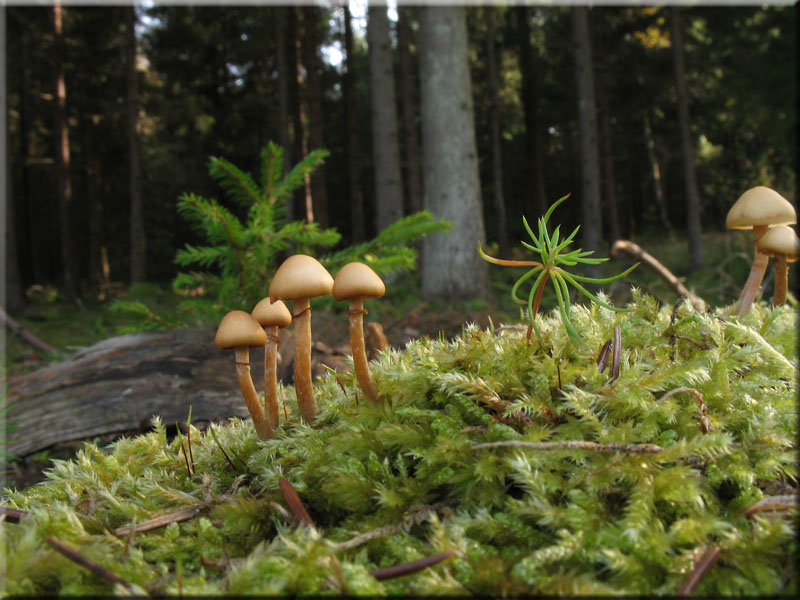 Gift-Hubling - Galerina marginata