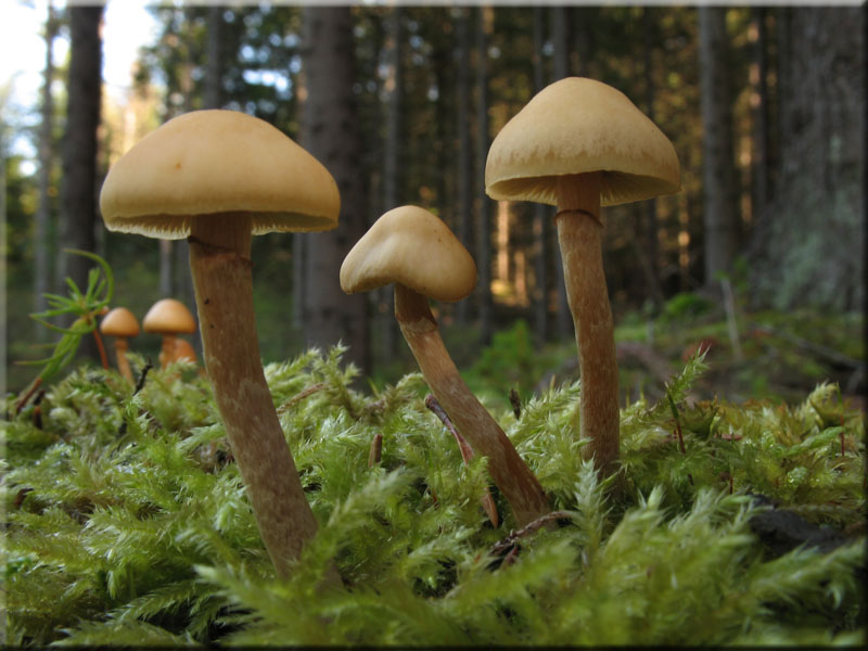 Gift-Hubling - Galerina marginata
