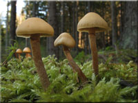 Gift-Hubling - Galerina marginata