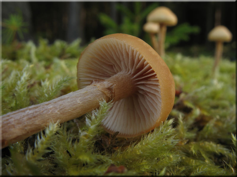 Gift-Hubling - Galerina marginata