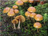 Gift-Hubling - Galerina marginata