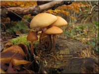 Gift-Hubling - Galerina marginata