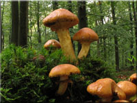 Beringter Flmmling - Gymnopilus junonius