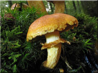 Beringter Flmmling - Gymnopilus junonius