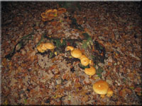 Beringter Flmmling - Gymnopilus junonius