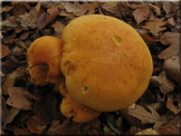 Beringter Flmmling - Gymnopilus junonius