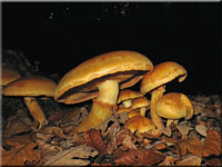 Beringter Flämmling - Gymnopilus junonius