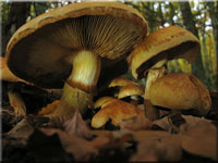Beringter Flmmling - Gymnopilus junonius
