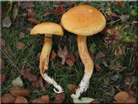 Beringter Flmmling - Gymnopilus junonius