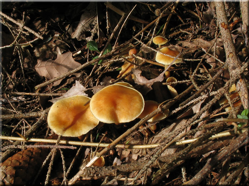 Geflecktblttriger Flmmling - Gymnopilus penetrans 