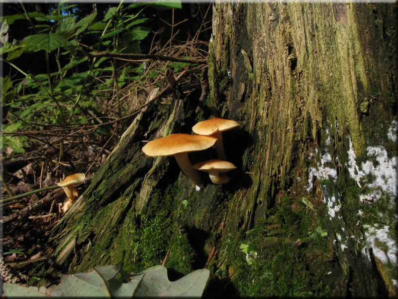 Geflecktblttriger Flmmling - Gymnopilus penetrans 