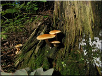 Geflecktblättriger Flämmling - Gymnopilus penetrans