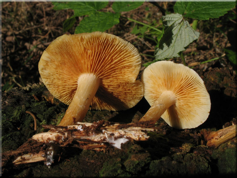 Geflecktblttriger Flmmling - Gymnopilus penetrans 