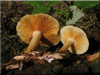 Geflecktblttriger Flmmling - Gymnopilus penetrans