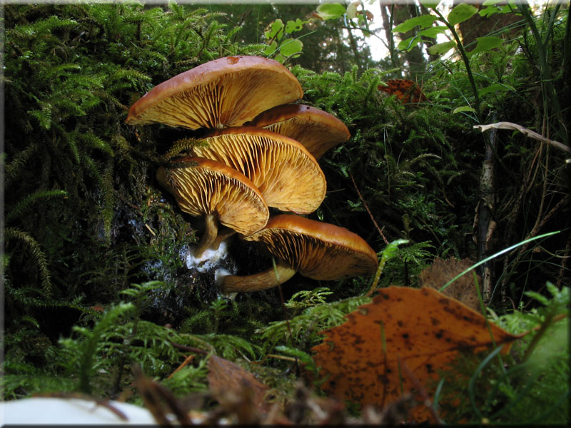 Geflecktblttriger Flmmling - Gymnopilus penetrans 
