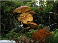 Geflecktblttriger Flmmling - Gymnopilus penetrans