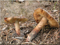 Dickfleischiger Wurzelschnitzling - Phaeocollybia lugubris