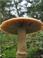 Zigeuner-Reifpilz - Rozites caperatus