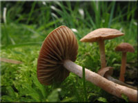 Flockiger Trompetenschnitzling - Tubaria conspersa