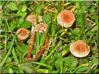 Flockiger Trompetenschnitzling - Tubaria conspersa