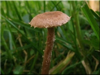 Flockiger Trompetenschnitzling - Tubaria conspersa