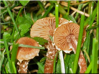 Flockiger Trompetenschnitzling - Tubaria conspersa