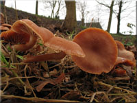 Winter-Trompetenschnitzling - Tubaria hiemalis