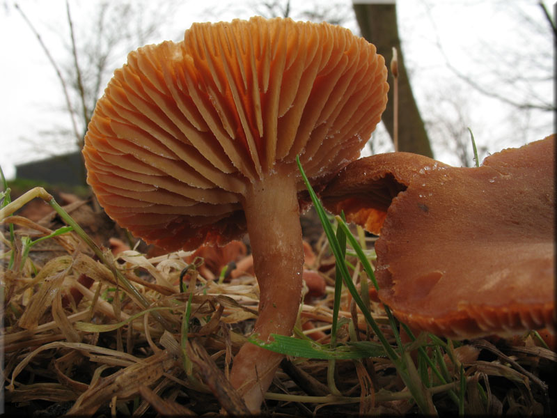 Winter-Trompetenschnitzling - Tubaria hiemalis