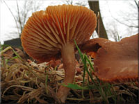 Winter-Trompetenschnitzling - Tubaria hiemalis