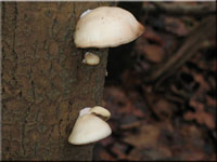 Gallertfleischiges Stummelfüßchen - Crepidotis mollis