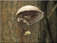 Gallertfleischiges Stummelfüßchen - Crepidotis mollis