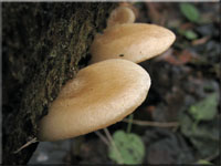Gallertfleischiges Stummelfüßchen - Crepidotis mollis
