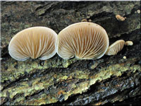 Gallertfleischiges Stummelfüßchen - Crepidotis mollis