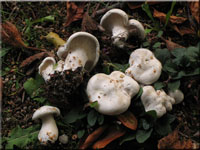 Clitopilus prunulus 
