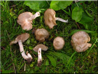 Schild-Rtling - Entoloma clypeatum