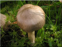 Schild-Rtling - Entoloma clypeatum